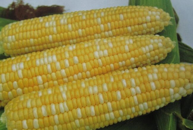 买玉米时，别只看大小颜色了，知道这5种特点，是甜是粘自己选