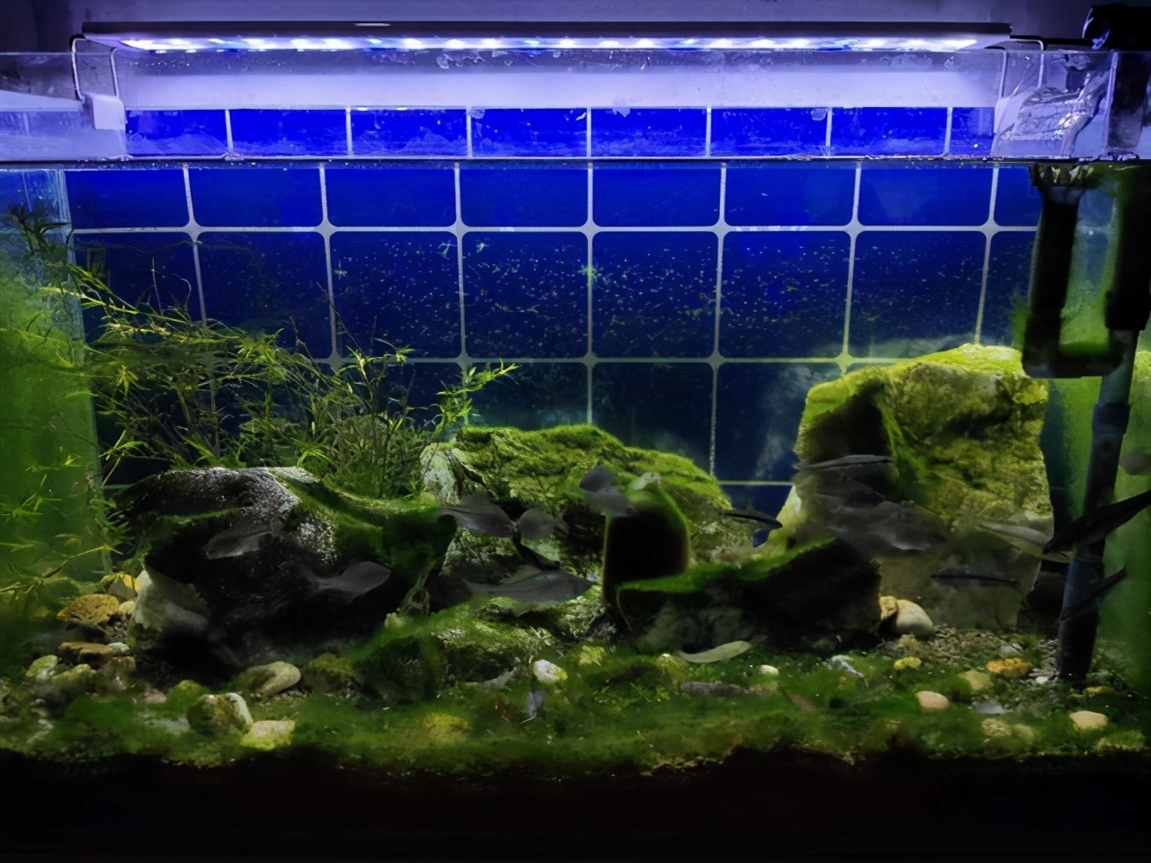 养一个鱼要硝化细菌吗,鱼养了才加硝化细菌可以吗