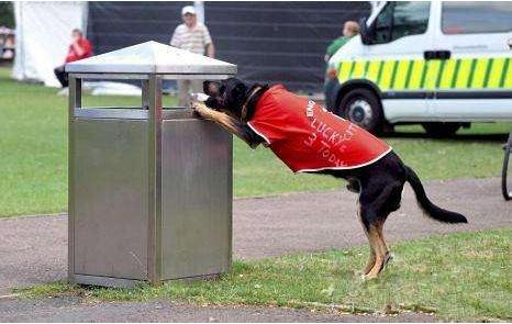 狗狗爱翻垃圾桶怎么训练,狗狗翻垃圾桶怎么纠正