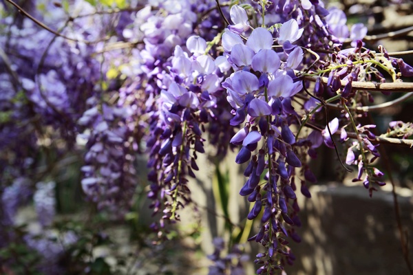 最新鼓浪屿一日游旅游攻略,旅游攻略鼓浪屿自由行攻略