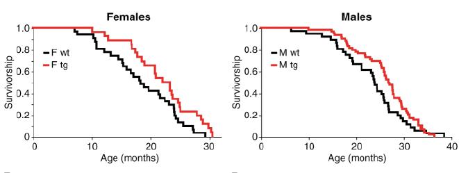 人类的体温变化，可能促使喵星人占领地球