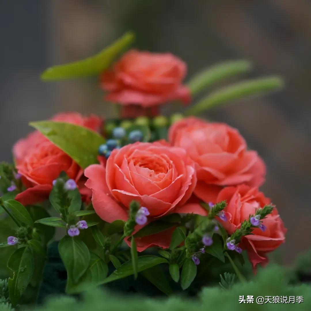 不容易，天狼自育终于打折了！空蒙只要50不到！