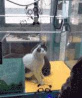 这样的“旋转木马”你一定没见过，网友直呼太残忍……