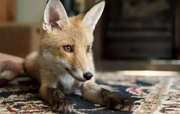 四大仙的民间故事,四大神话四大民间传说