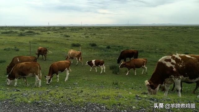 达里诺尔湖达达线,内蒙达里诺尔湖旅游攻略