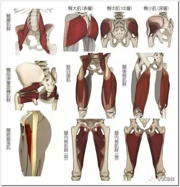 髋为什么老是打不开，求真老师教你几个动作快速打开髋