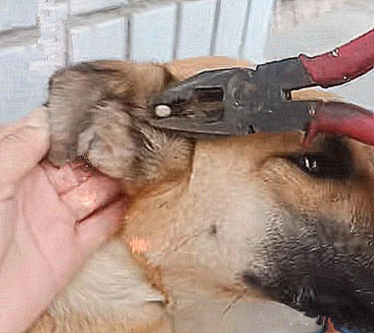 土狗耳朵下面有个小耳朵,土狗耳朵后面长了个肉