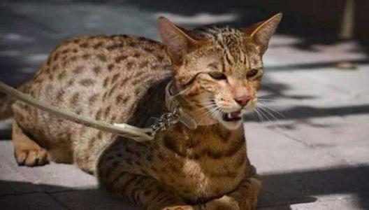 萌宠排行榜,萌宠排行榜1到50名