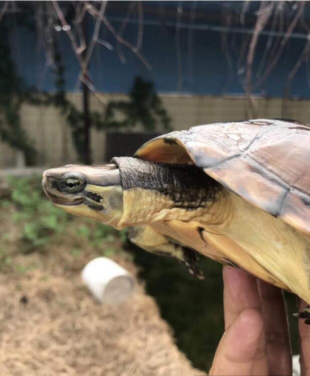 现在石金钱龟市场价格,2021年石金钱龟价格表