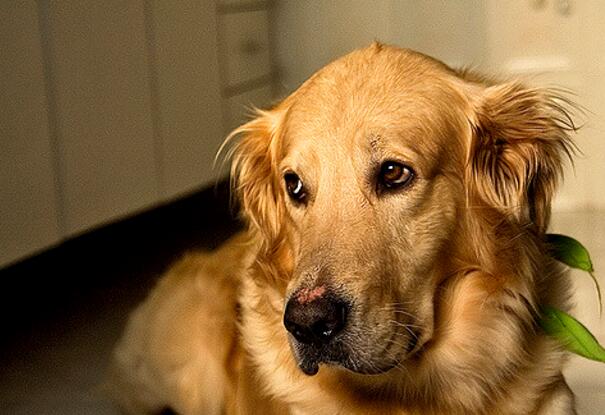 金毛夏天太热了怎么办,夏天金毛热吗