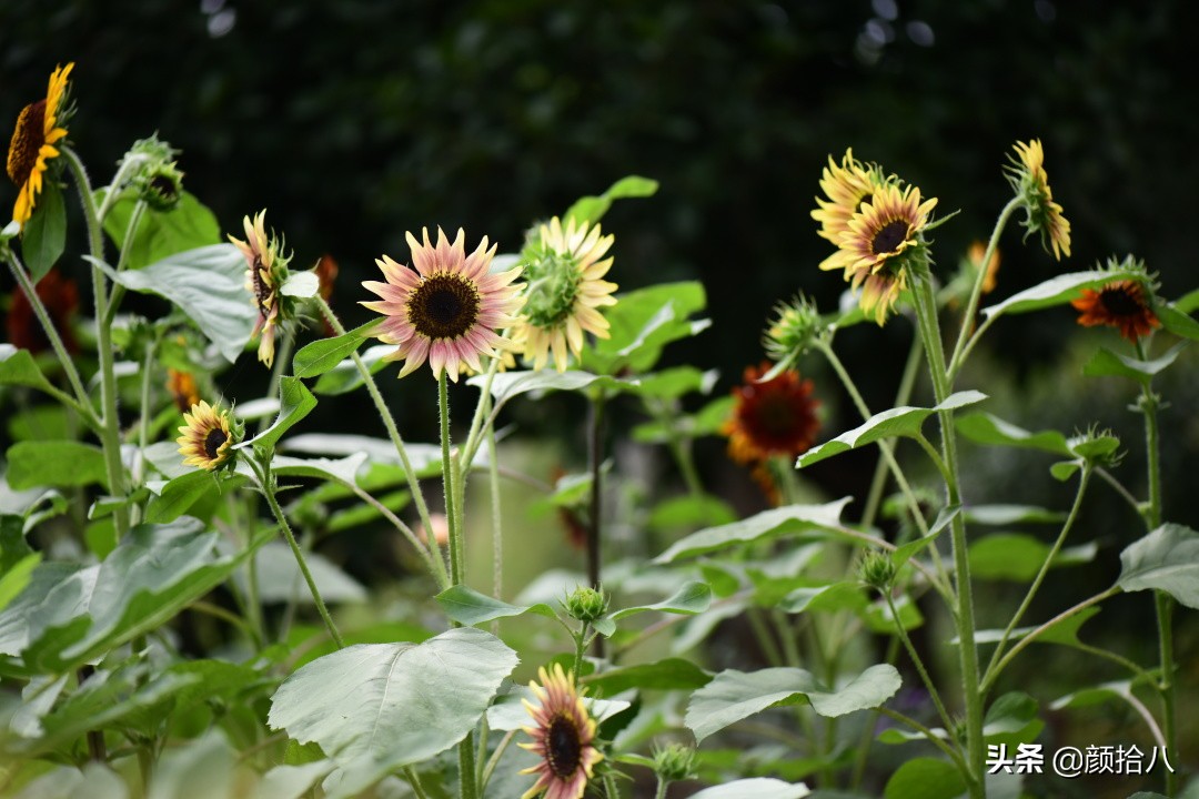 这个夏天我在花园里种向日葵|园丁