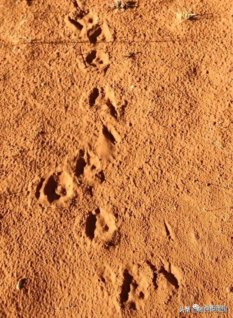 荒野乱斗流彩伊芙强度,荒野行动榴弹怎么用