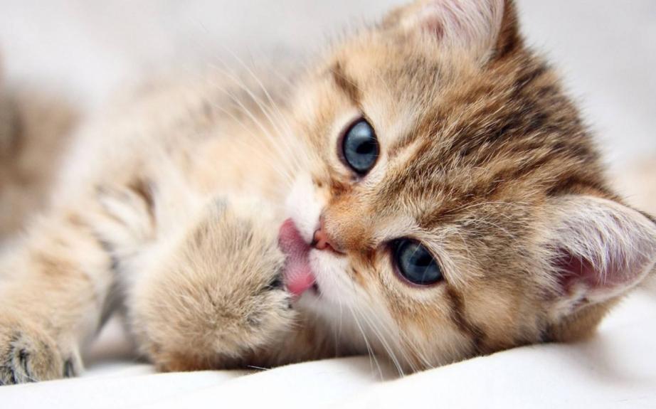 家里猫咪发情了？你知道该如何给它挑选好的配偶吗？