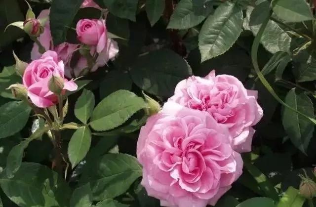 100种玫瑰图片大全,介绍100种不同品种的玫瑰视频