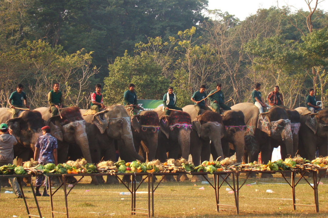 大象足球大赛,大象足球赛