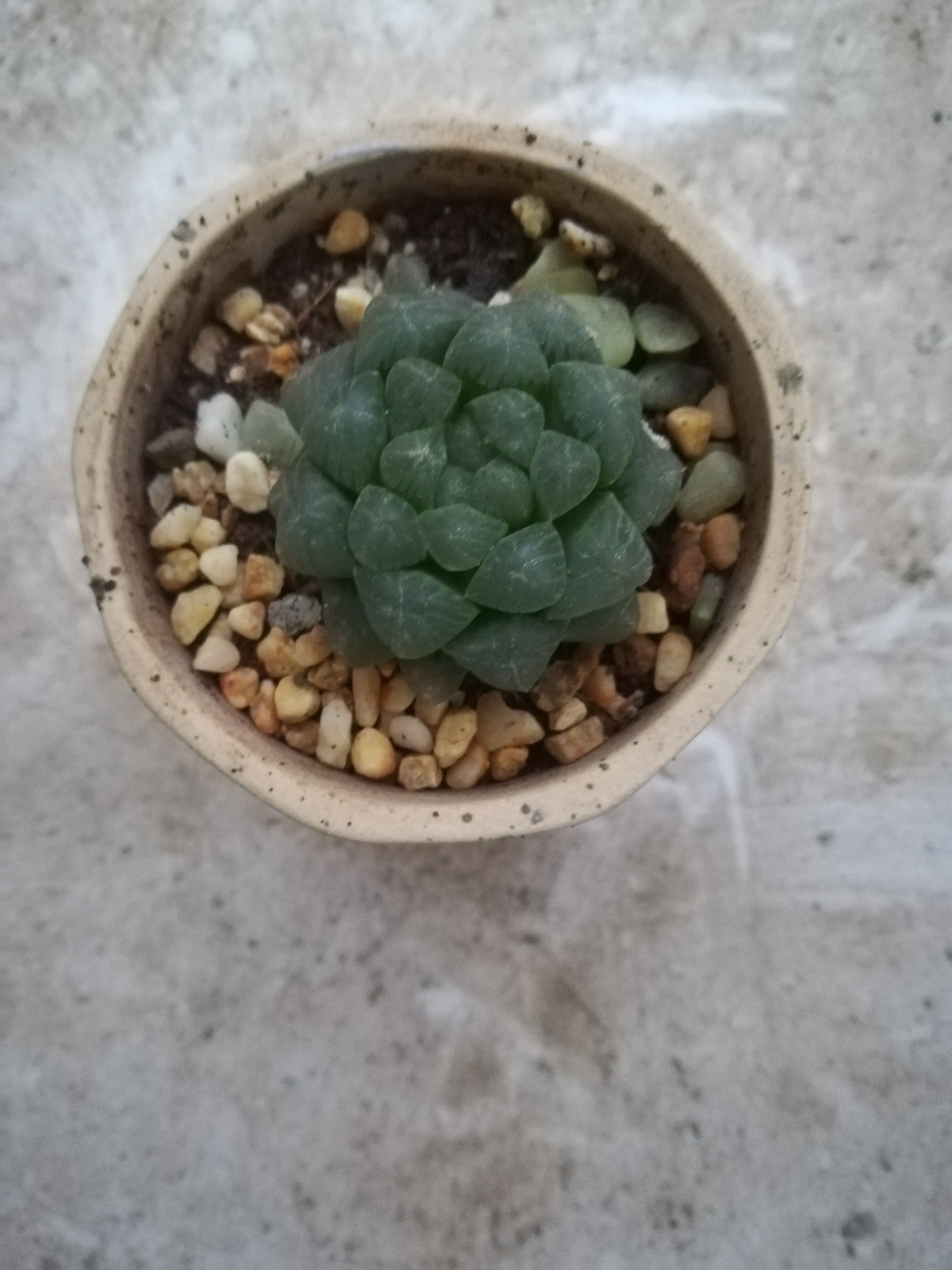 姬玉露适合在什么地方养殖,姬玉露用什么土养最好活