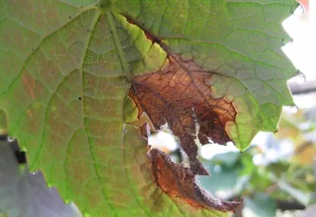 葡萄萌芽灰霉病防治方法,葡萄萌芽灰霉病的症状及防治方法