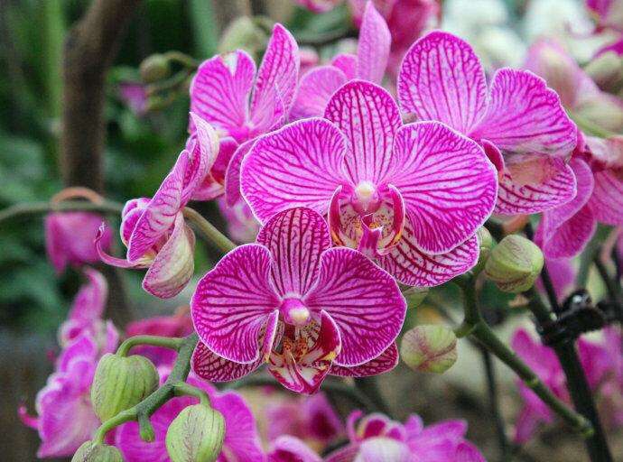 蝴蝶兰的根壮,蝴蝶兰的根壮但是前面根是黑色的