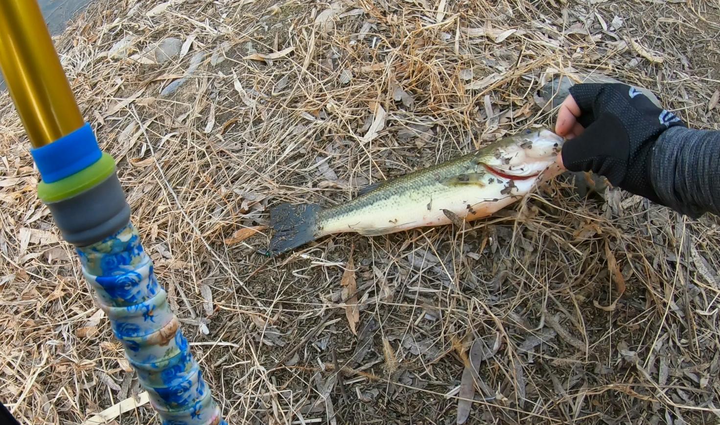 秋季路亚钓鲈鱼追饵不咬,路亚下午怎么钓鲈鱼