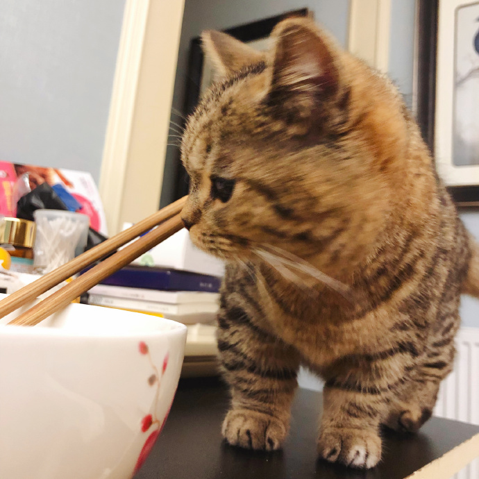 田园猫也是一条生命,中华田园猫中最稀有的田园猫排名