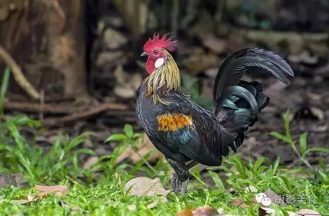 全世界的鸡都在这了，有你认识的吗？