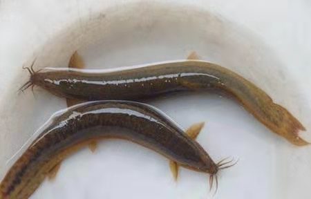 这种随处可见的原生鱼，是中大型热带观赏鱼营养价值最高的饲料鱼