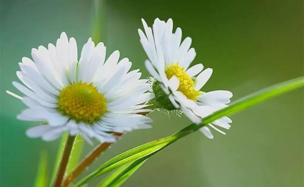 20种常见的菊科植物有哪些,哪些菊科植物好养