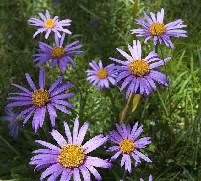 雨水花园植物区,雨水花园水生植物