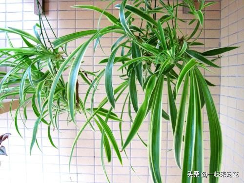 吊兰花浇什么水长得最快,浇什么让吊兰长的快又好看