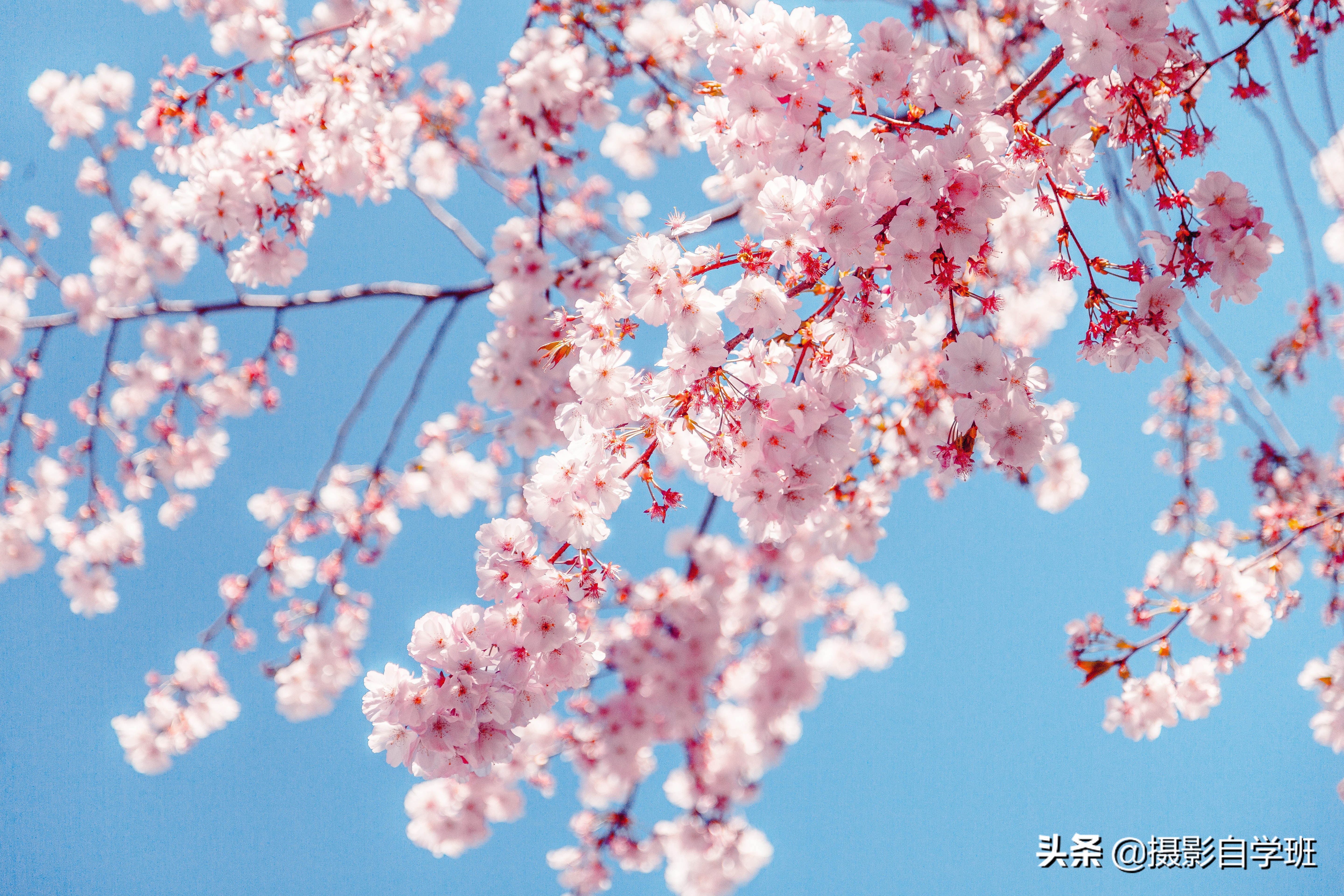 拍花朵的8个摄影技巧,拍花朵摄影技巧与方法图解