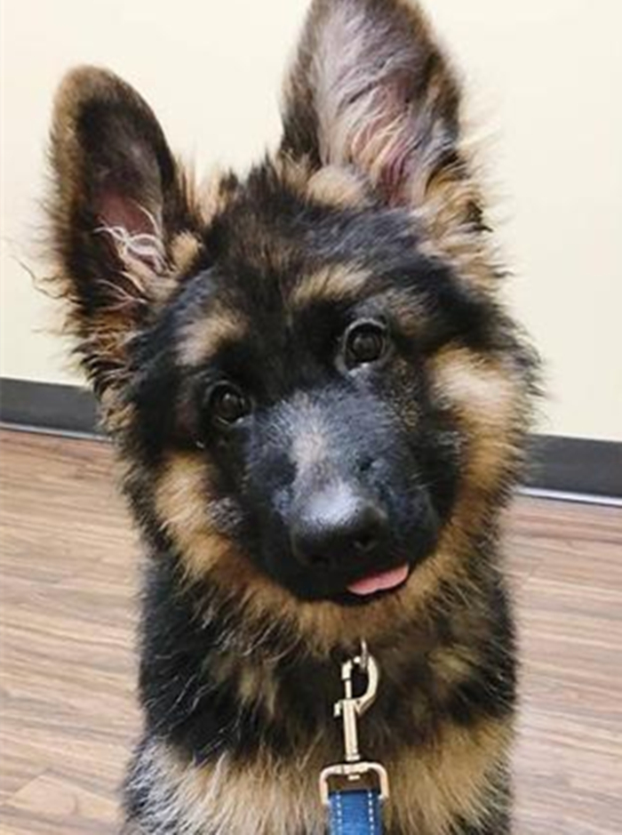 表面小奶狗实则小狼狗网红,表面小奶狗实则小狼狗