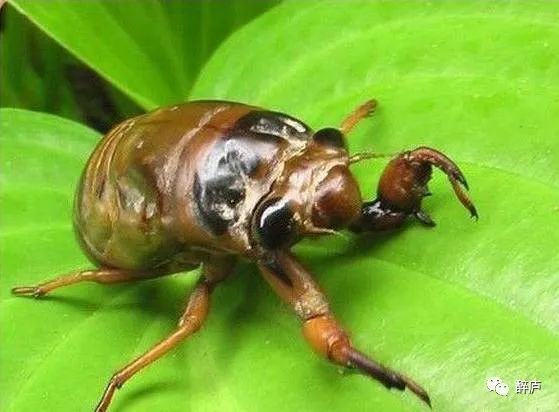 吃东西的情调,吃的情调