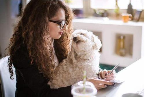 比熊犬舔你是怎么回事,比熊犬舔你的脸是为什么