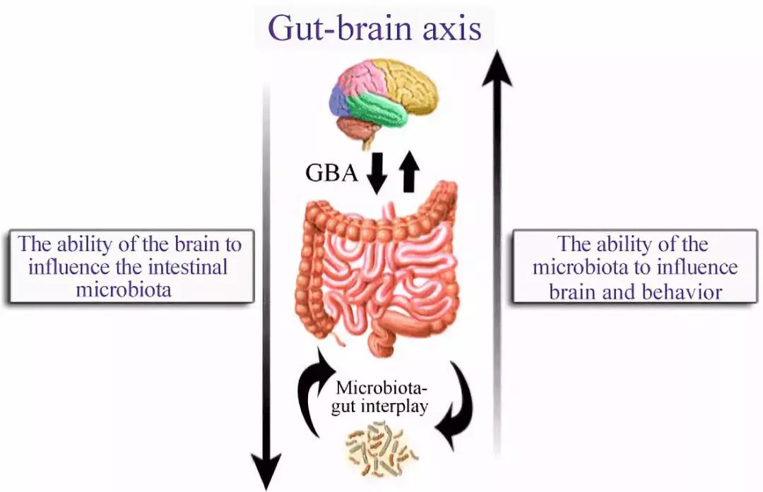 微生物脑肠轴介绍,微生物肠脑轴关系图