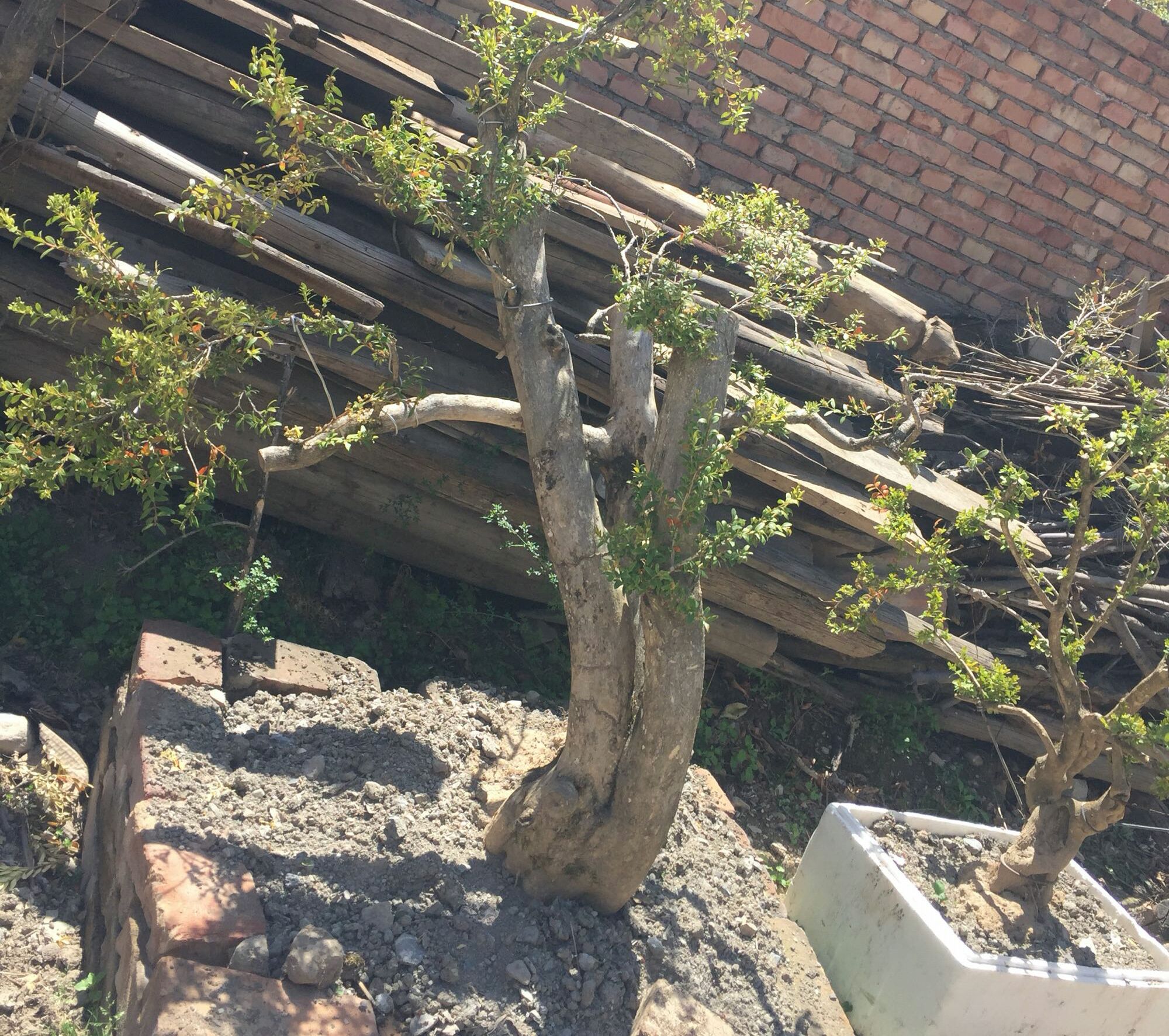 野外挖下山的盆景,大叶黄杨假植