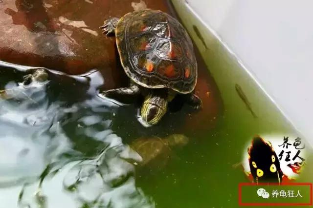 中华花龟和台湾花龟有什么区别,斑纹草龟和普通草龟的区别