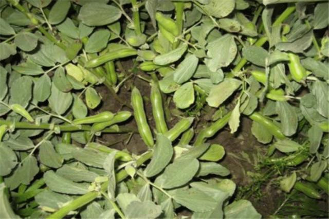 蚕豆的种植技术和方法,种植蚕豆过程300字