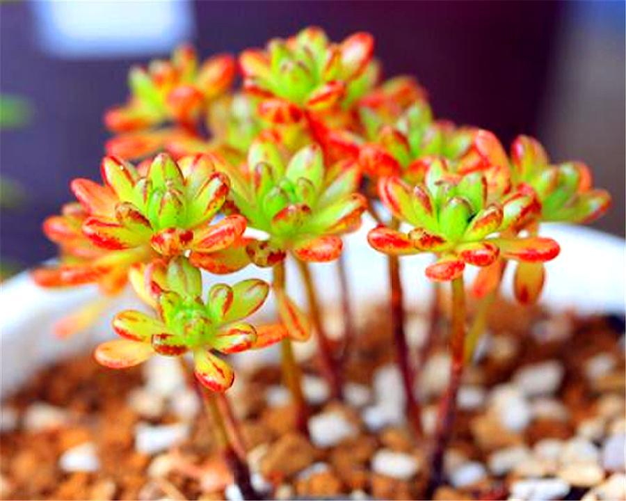 多肉小人祭盆景图片,多肉小人祭如何爆盆