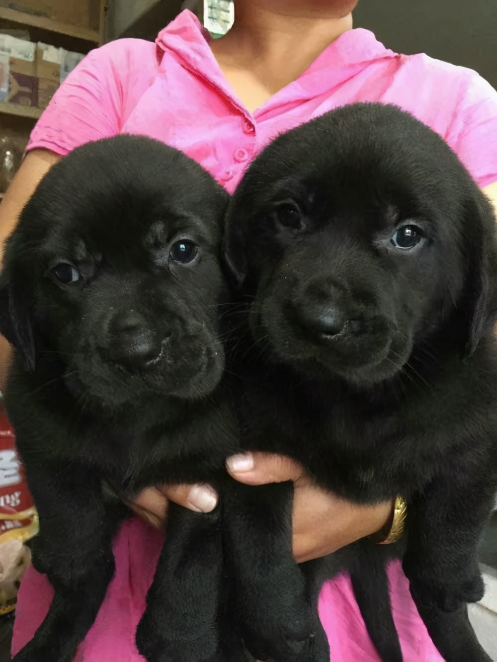 拉布拉多黑色幼犬怎么辨别纯不纯,拉布拉多犬黑色的好还是白色的好