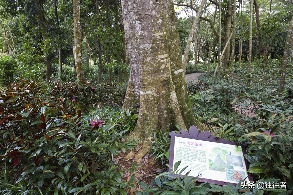 热带植物的百科全书，匪夷所思的植物王国，兴隆热带植物园