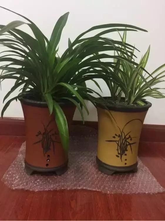 吊兰怎么养护会出枝条,吊兰长出很长的枝来怎么养护