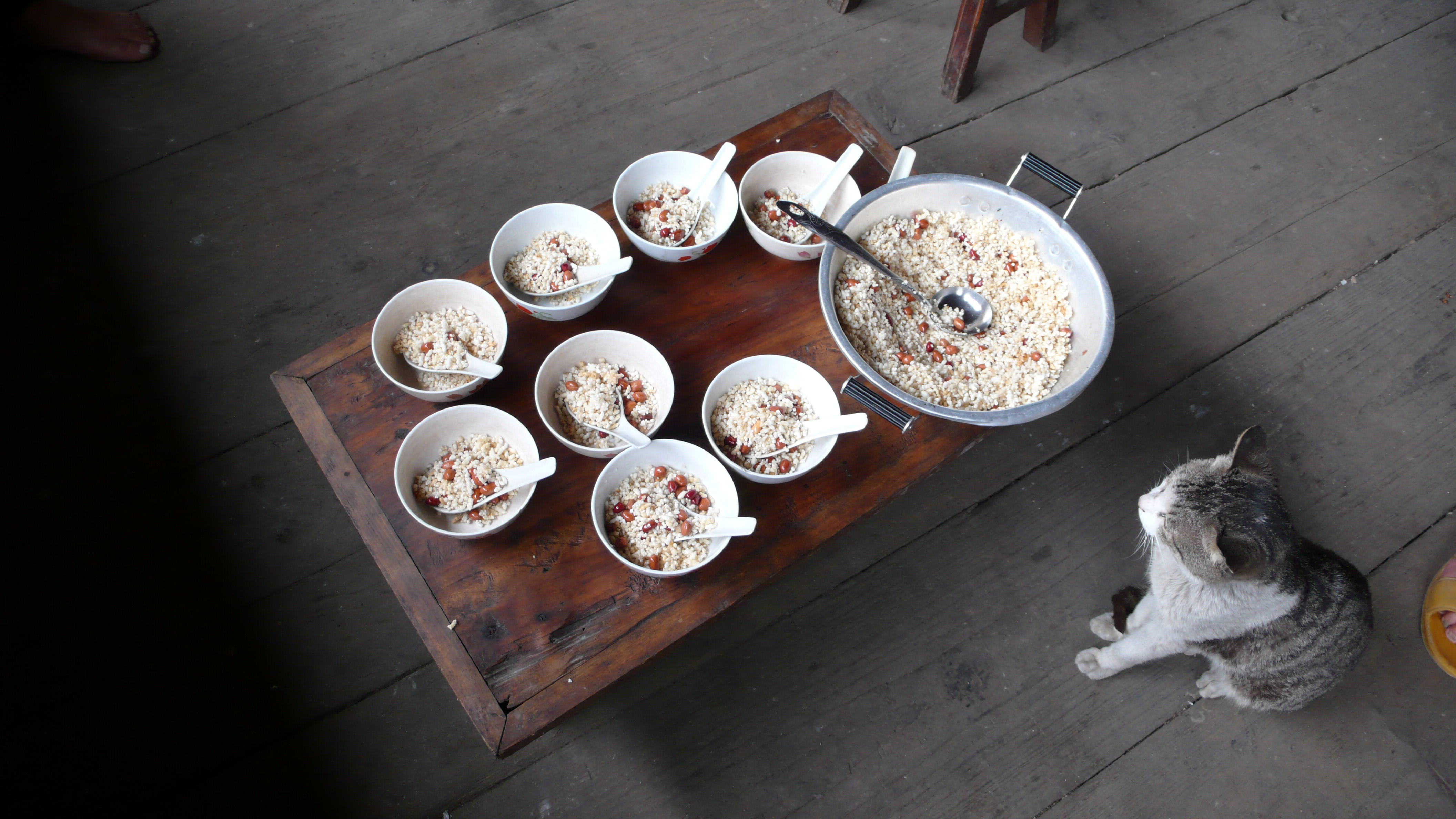 西桂林恭城县只有笔直的山茶树,因为弯曲的树干都被砍掉打油茶了