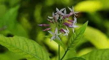 “十男八秃”的日本男人疯抢这瓶小黑钻!让头发不再掉了