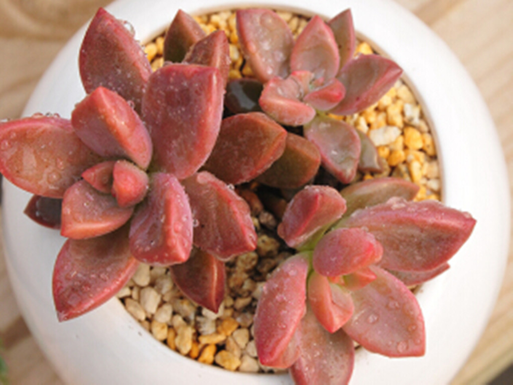 多肉水浇多了怎么补救最好,多肉水浇多了怎么快速干燥