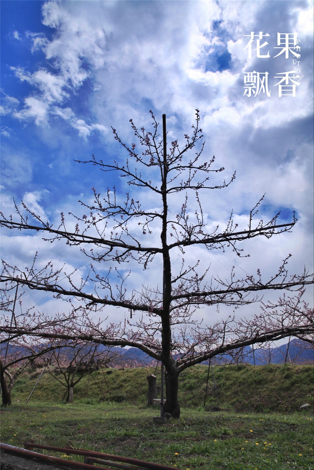 怎样才能让果树结上优质果,如何制造果子