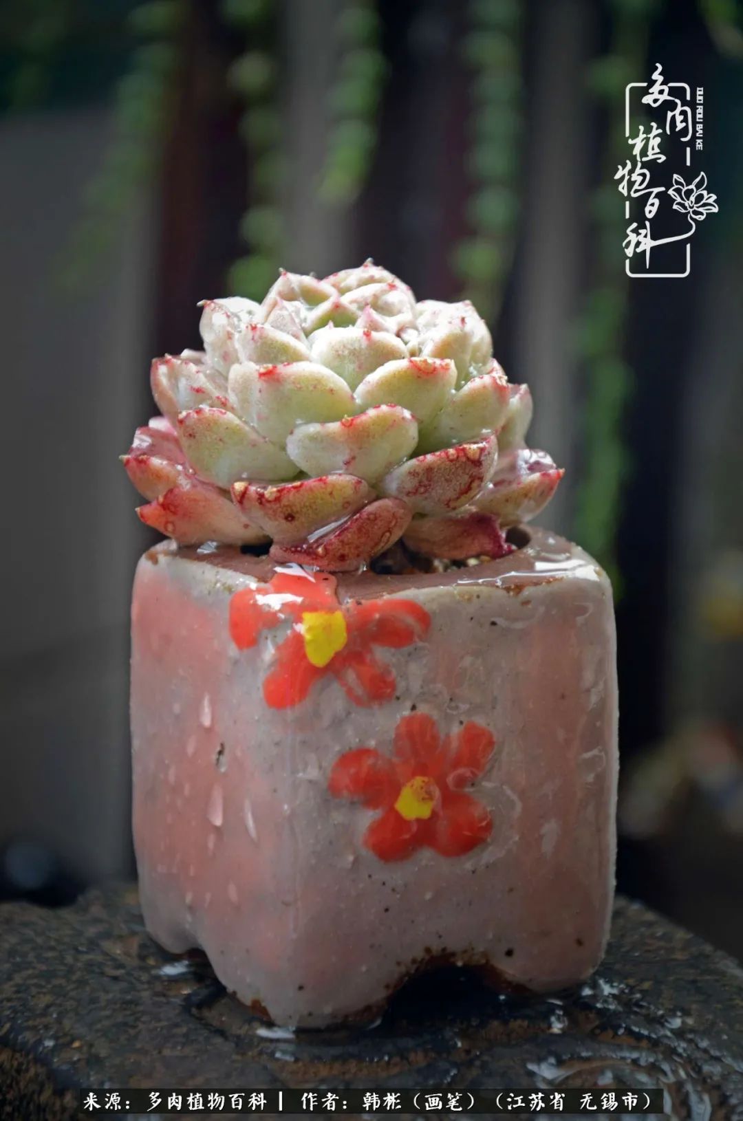 听音乐赏多肉,听音乐赏花赏美景