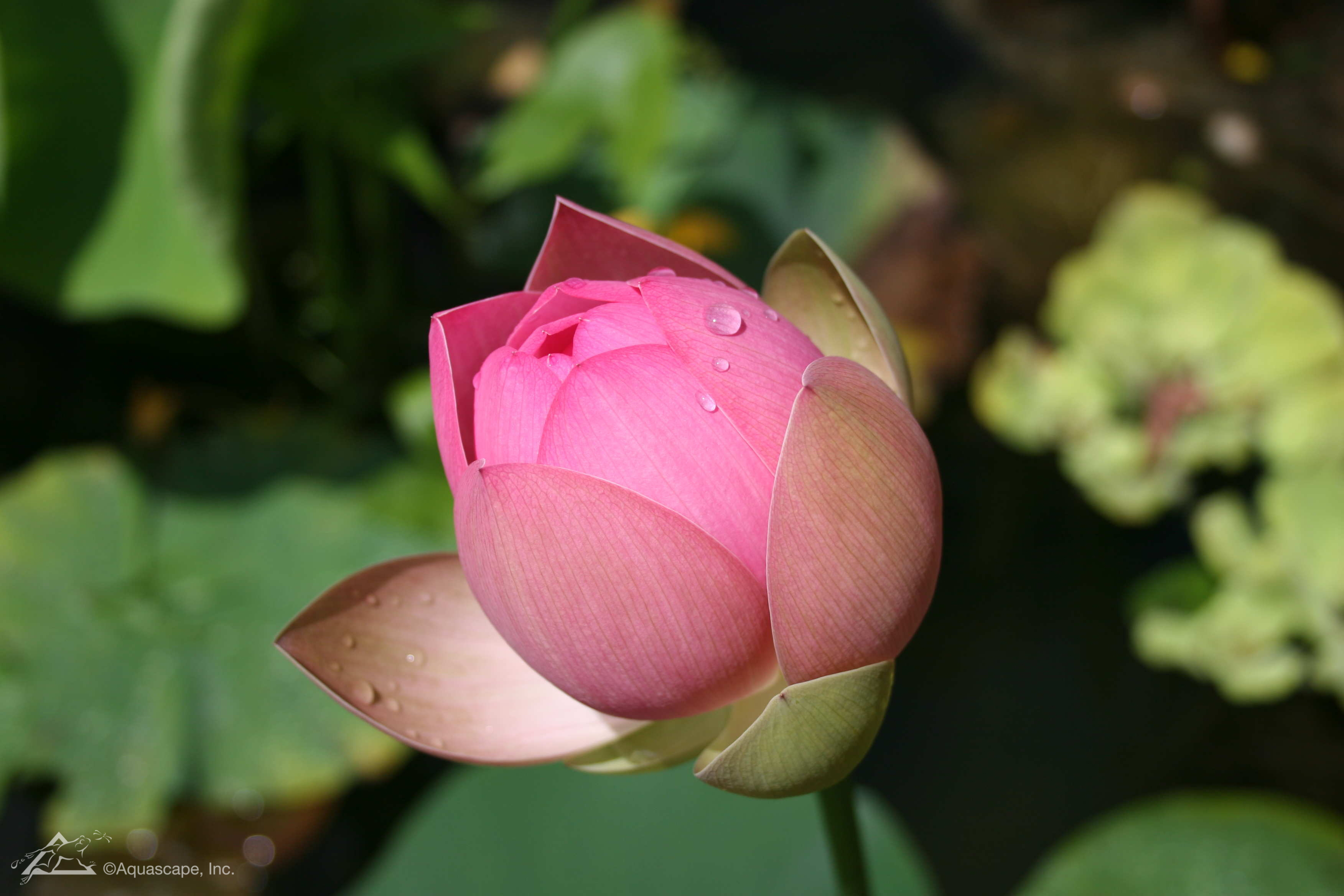 虎斑睡莲种植方法图解,睡莲根块种植方法视频