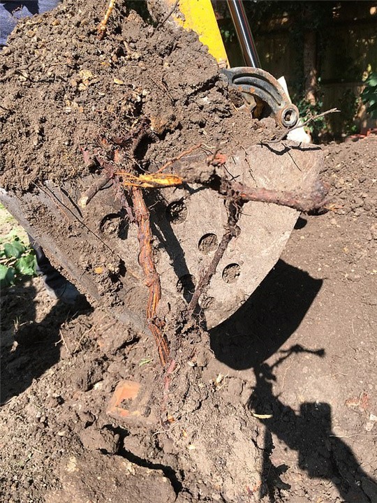 日本入侵中国的植物,日本入侵植物