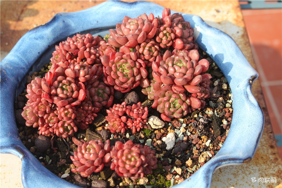 多肉青苔铺面,多肉各种铺面