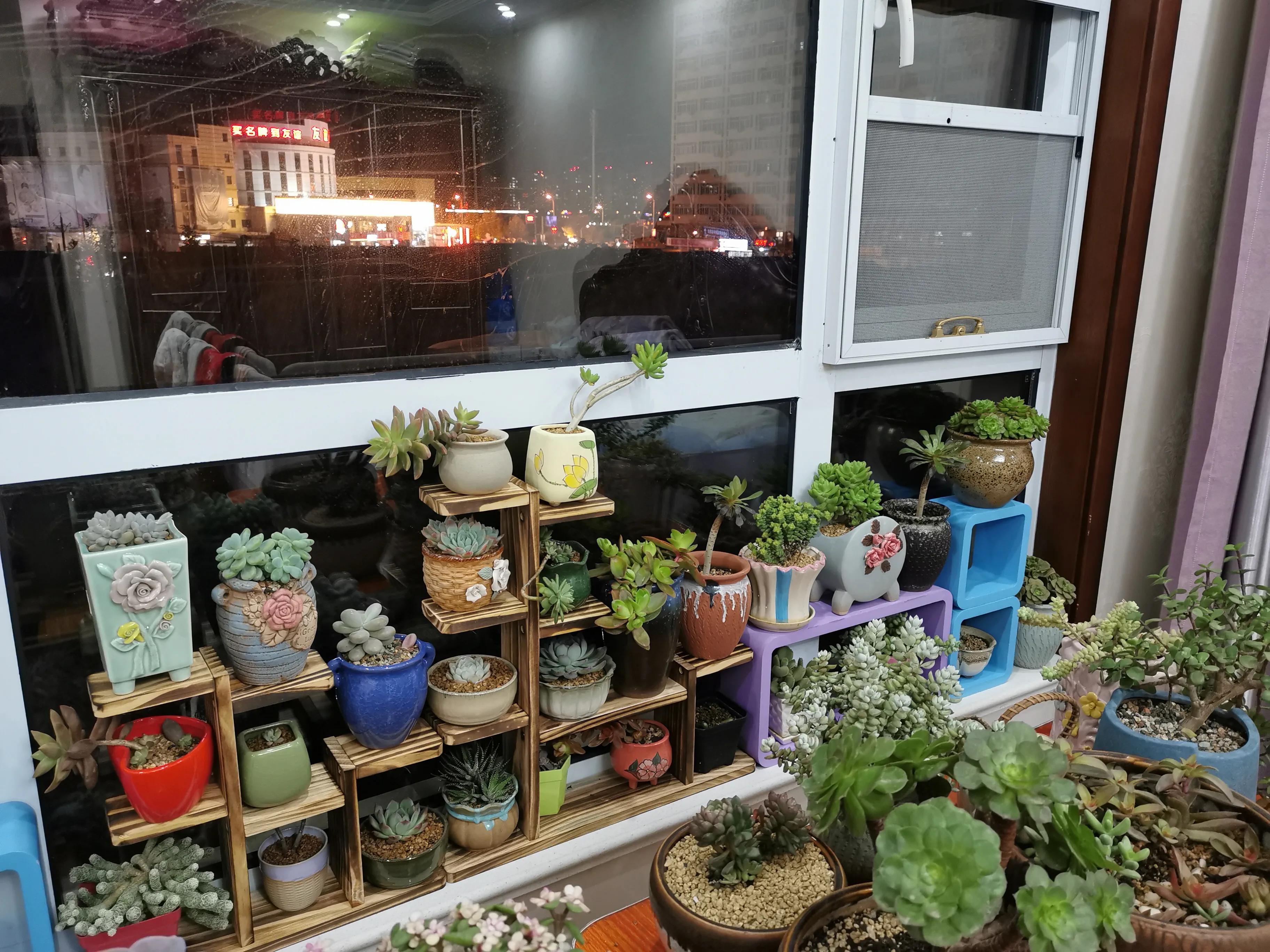 桃蛋徒长了还能恢复吗,桃蛋徒长叶片间距大怎么办